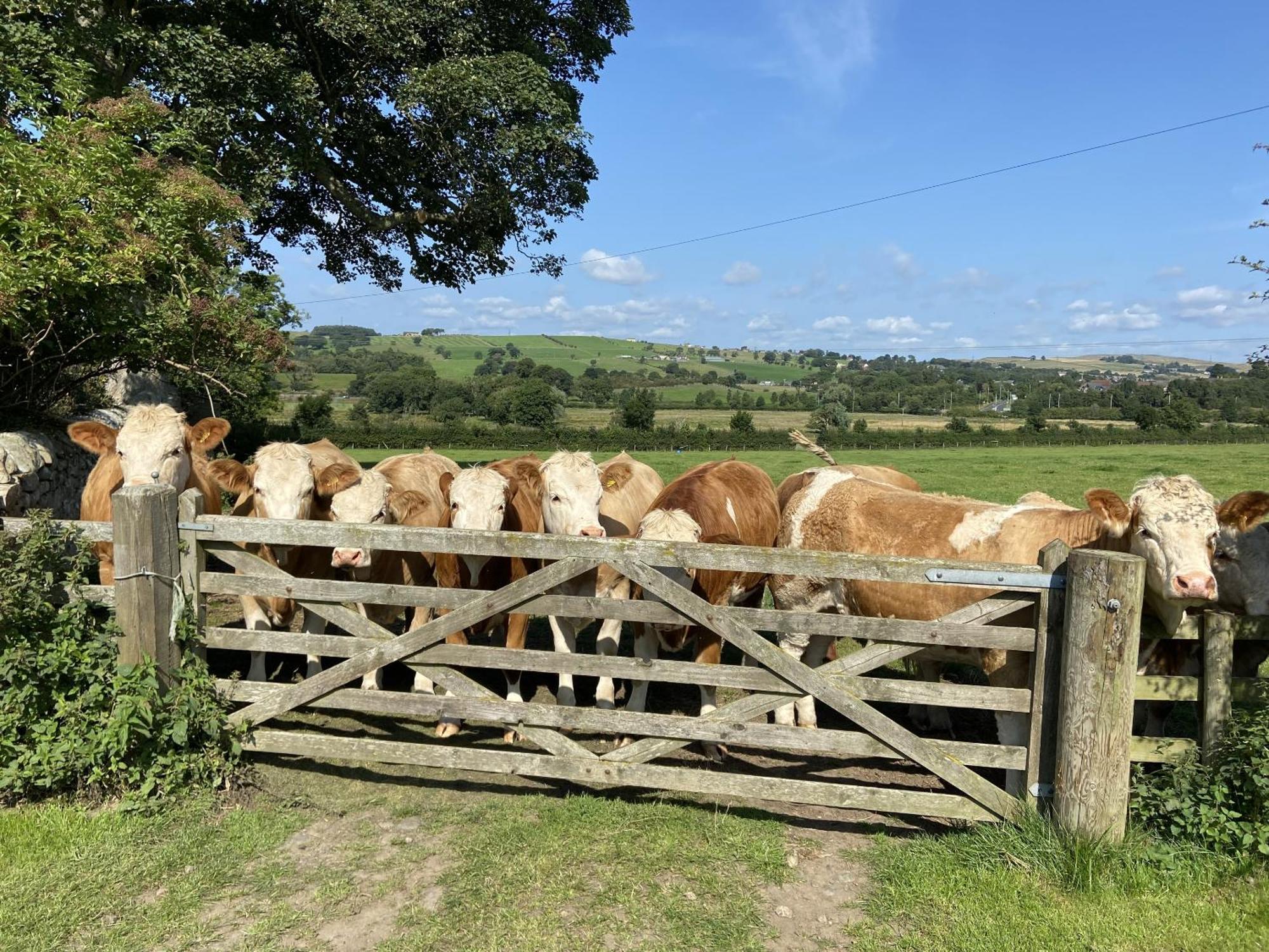 Wydon Farm Bed And Breakfast Haltwhistle Exterior foto